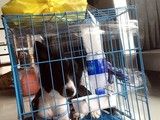 天津宠物托运至全国各地 宠物托运公司电话