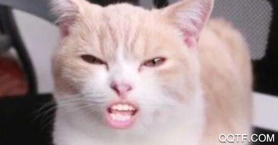 友猫宠物社交聊天平台安卓版