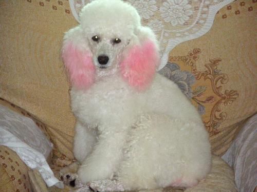 贵宾犬的皮肤病怎么办?这些护理工作要做到位