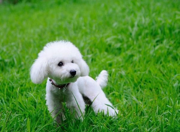 贵宾犬的皮肤病怎么办?这些护理工作要做到位