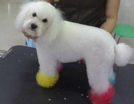 贵宾犬的皮肤病怎么办?这些护理工作要做到位