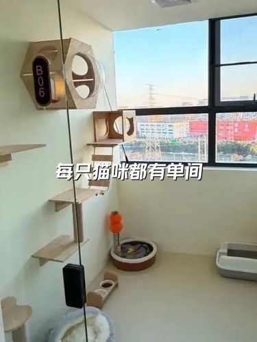 春节寄养，第一次带猫咪住酒店‼️