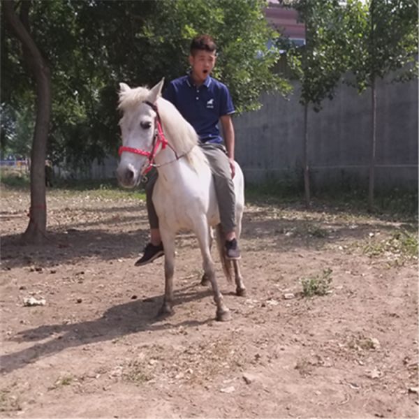 潮州宠物矮马多少钱一只