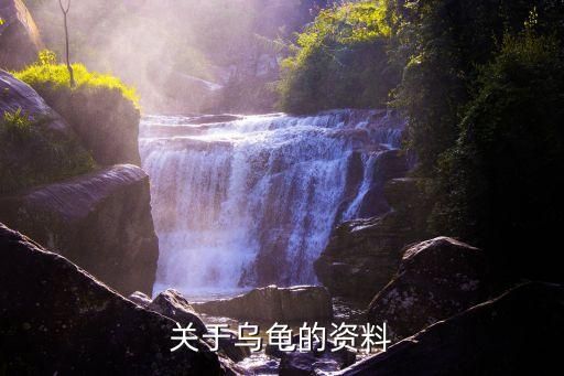 关于乌龟的资料