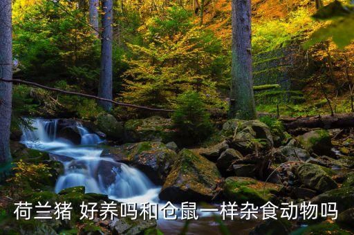 荷兰猪 好养吗和仓鼠一样杂食动物吗