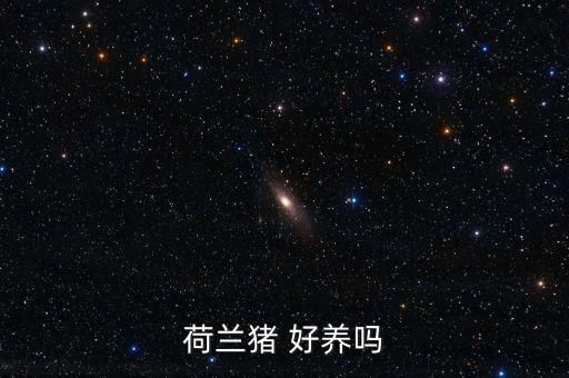 荷兰猪 好养吗
