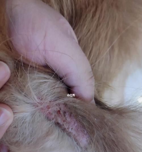 猫皮肤病预防与治疗（宠物猫的健康需知）
