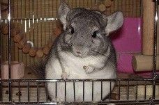 宠物龙猫从日本飞香港转长春