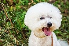 宠物随机飞中国到英国