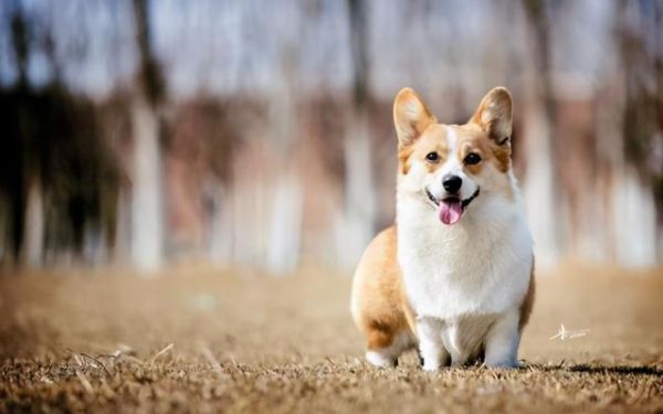小型宠物狗品种图片，这8种小型犬非常忠诚（小型狗狗品种大全及图片）