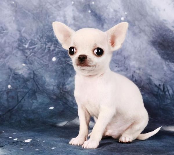 小型宠物狗品种图片，这8种小型犬非常忠诚（小型狗狗品种大全及图片）