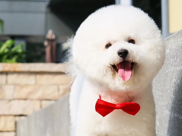 小型宠物狗品种图片，这8种小型犬非常忠诚（小型狗狗品种大全及图片）