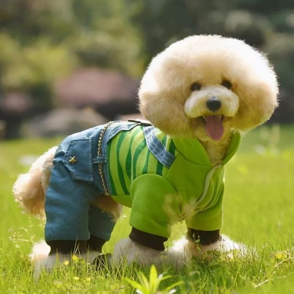 小型宠物狗品种图片，这8种小型犬非常忠诚（小型狗狗品种大全及图片）
