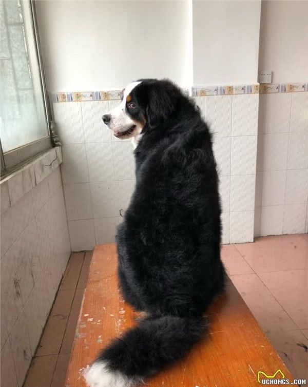 想养一条大型犬，忠诚温顺，求推荐？