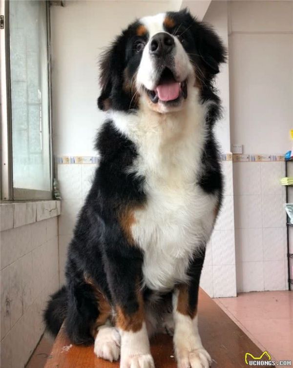想养一条大型犬，忠诚温顺，求推荐？