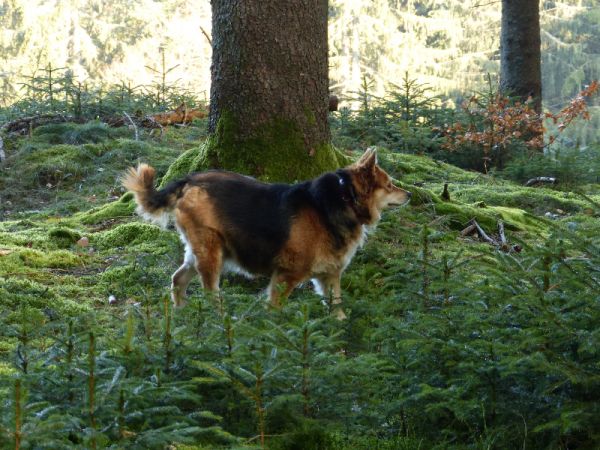 大型犬智能项圈宠物管理小程序