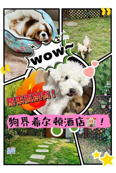 上海养狗人都看过来！狗界寄养中心天花板！