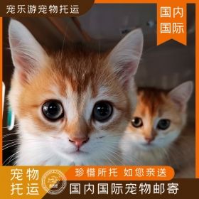 长春开学季宠物托运助力宠物出行