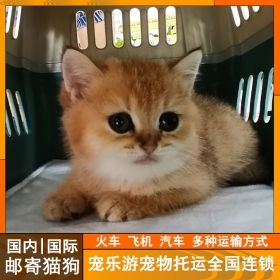 长春国庆期间云南出发大部分区域的宠物托运业务正常开展