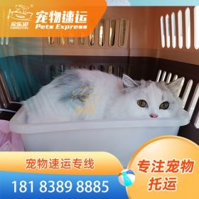 长春丽江宠物托运猫狗公司