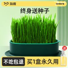 【送喷水壶】猫草盆栽育苗盆