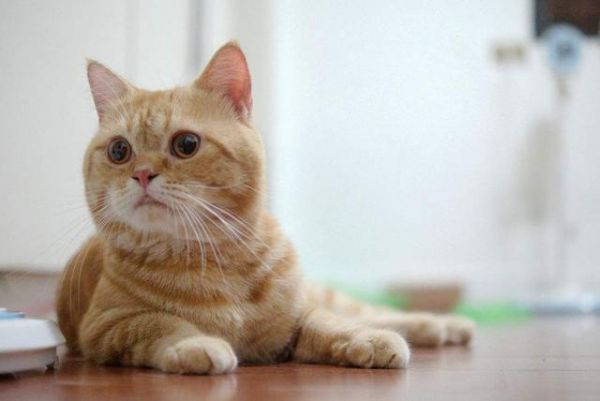 适合小朋友的宠物有很多，除了猫猫狗狗，这些动物也可以当作宠物
