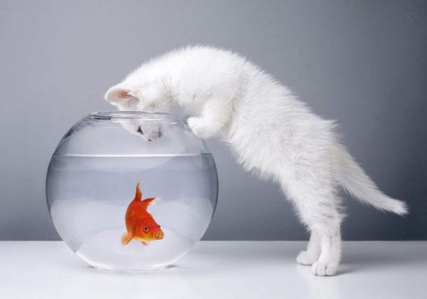 适合小朋友的宠物有很多，除了猫猫狗狗，这些动物也可以当作宠物