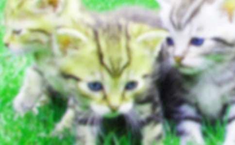 我们家的小猫作文300字（通用20篇）