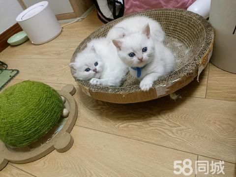 广汉宠物猫·银点长毛妹妹和短毛弟弟