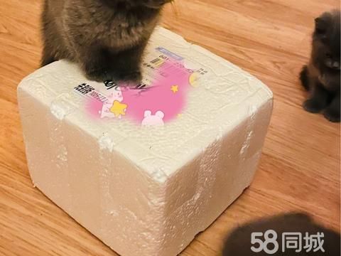 广汉宠物猫·有爱心人士 价格面议