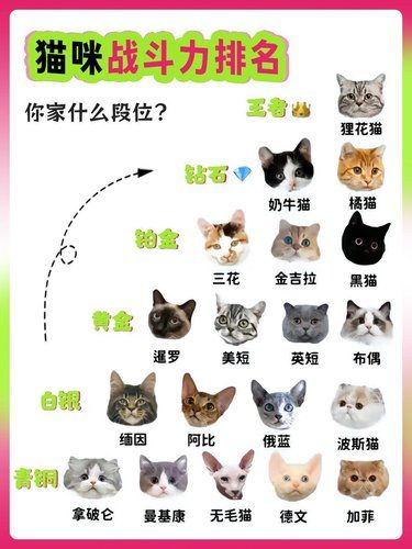 猫咪战斗力大揭秘，你家主子排第几？