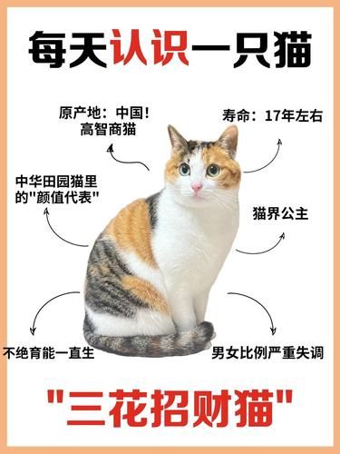 三花招财猫，你真的了解吗？✨