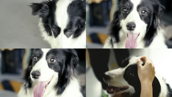 患有白内障边境牧羊犬宠物狗医院健康兽医院