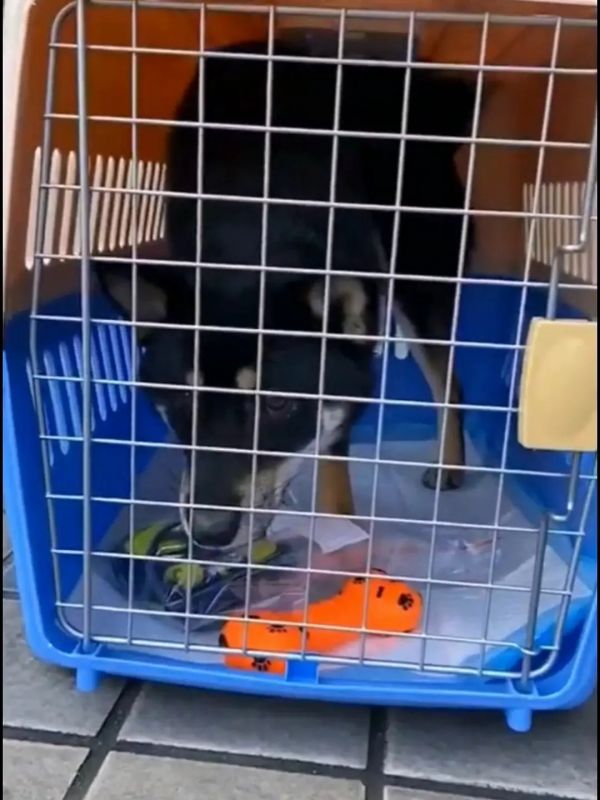 临汾 猫托运 靠谱 靠谱猫咪狗狗搬家运输