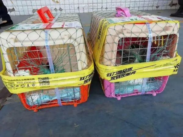 临汾 猫托运 靠谱 靠谱猫咪狗狗搬家运输