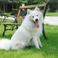 饲养萨摩耶犬要运动满足