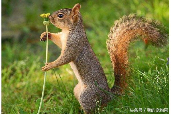 宠物松鼠都有什么品种