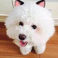https://p0.meituan.net/userheadpicbackend/87d9f6e78516b9df719ef8ecc95b851272885.jpg%40120w_120h_1e_1c_1l%7Cwatermark%3D0