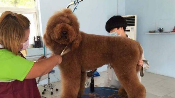 如何护理不同年龄的宠物狗？（从婴儿到老年犬，如何为你的狗狗提供最佳护理？）