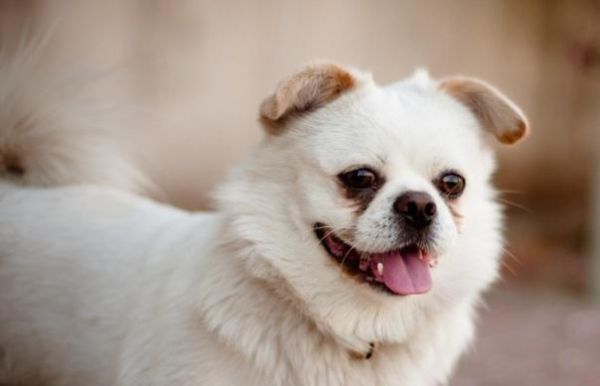 如何护理不同年龄的宠物狗？（从婴儿到老年犬，如何为你的狗狗提供最佳护理？）