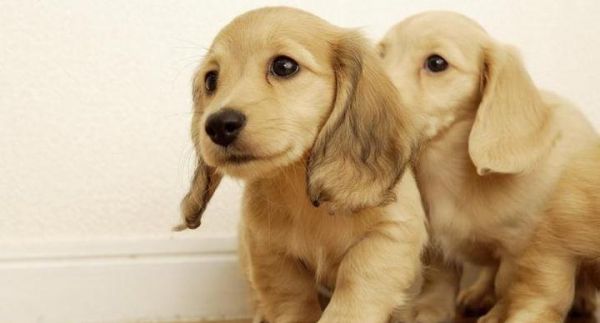 如何护理不同年龄的宠物狗？（从婴儿到老年犬，如何为你的狗狗提供最佳护理？）