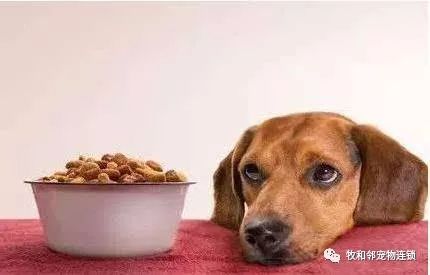 狗拉血吃鸡骨头怎么办?宠物主人必看!