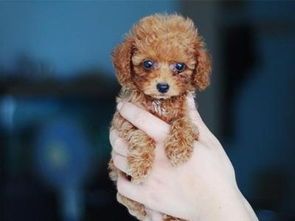 狗拉血吃鸡骨头怎么办?宠物主人必看!
