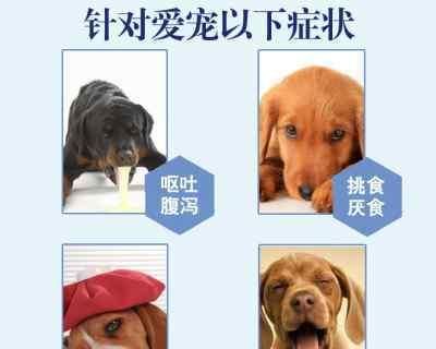 如何选择易消化的狗粮（为宠物狗选择易消化的食物）