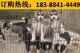 云南丽江古城狗市场出售高品质秋田犬