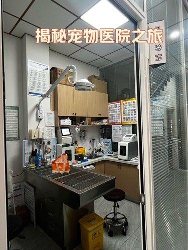 揭秘大卫宠物医院的神奇之旅