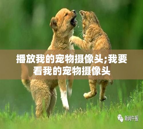 播放我的宠物摄像头;我要看我的宠物摄像头