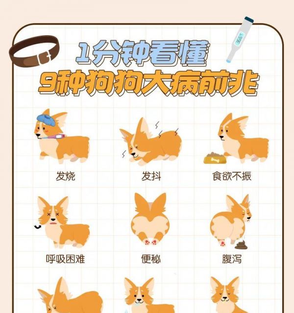 宠物狗生病了会死吗？怎么预防和治疗？