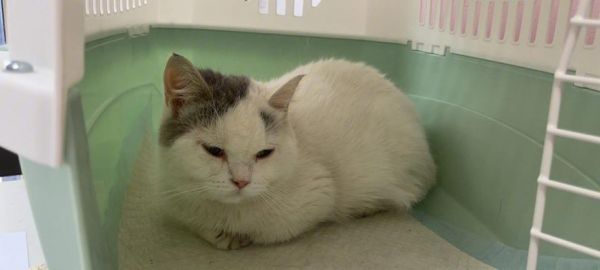 宠物猫腹水治疗全指南（以求全面解决猫咪腹水问题）