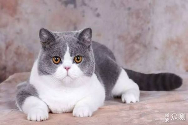 愉快撸猫，选对猫粮很关键，我的小技巧分享_新浪众测